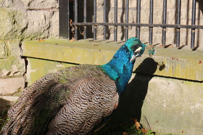 Goldener Herbst im B&auml;renpark Worbis