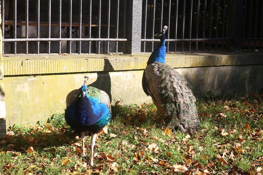 Goldener Herbst im B&auml;renpark Worbis