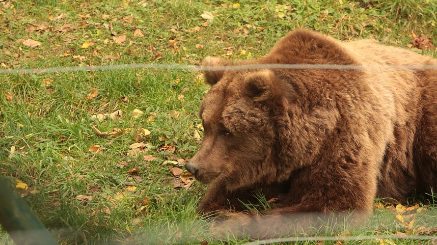 Goldener Herbst im B&auml;renpark Worbis