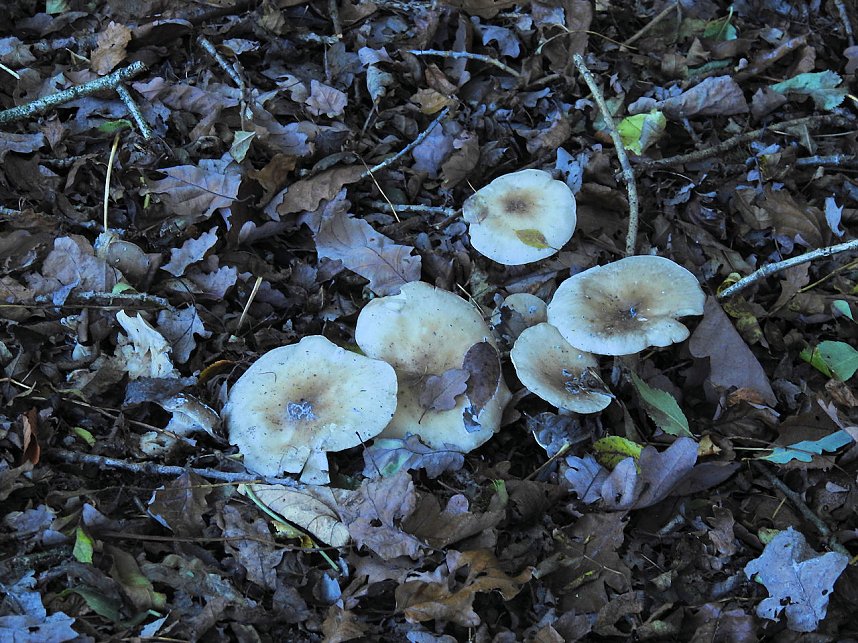 Pilze und Sonne bei Petersdorf