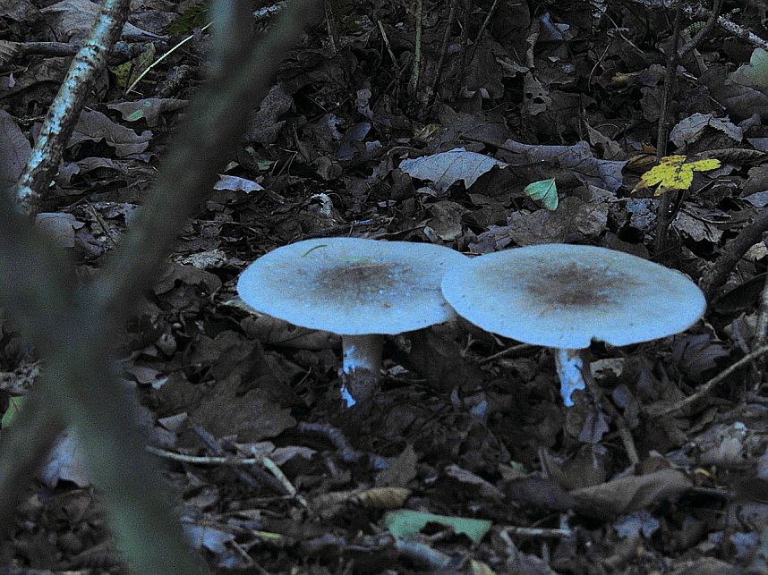 Pilze und Sonne bei Petersdorf