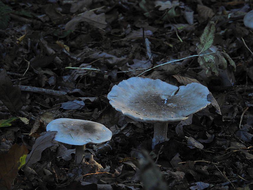 Pilze und Sonne bei Petersdorf