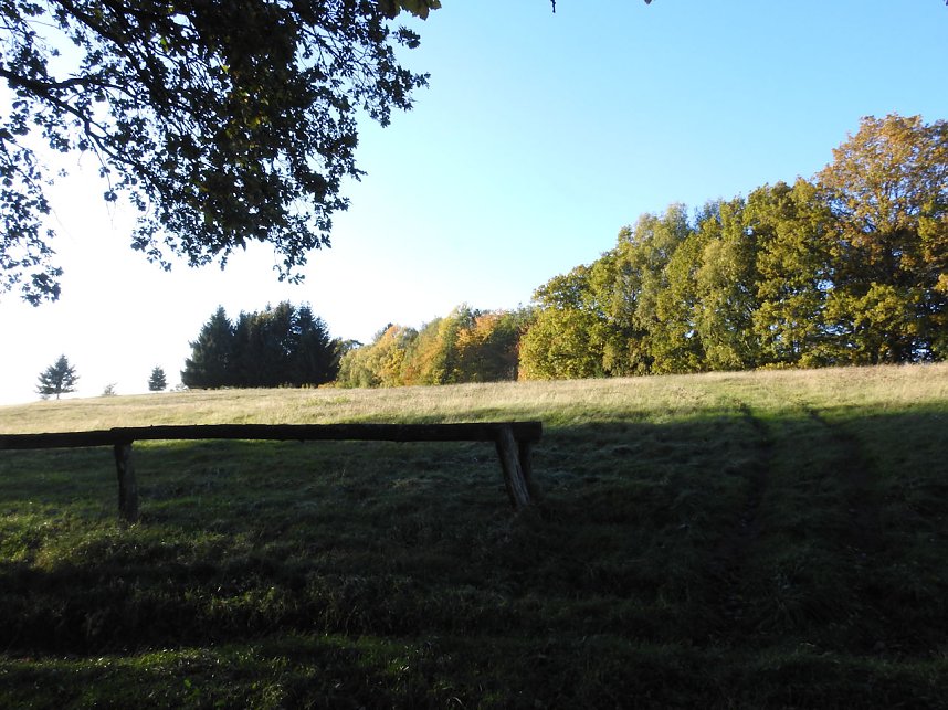 Pilze und Sonne bei Petersdorf
