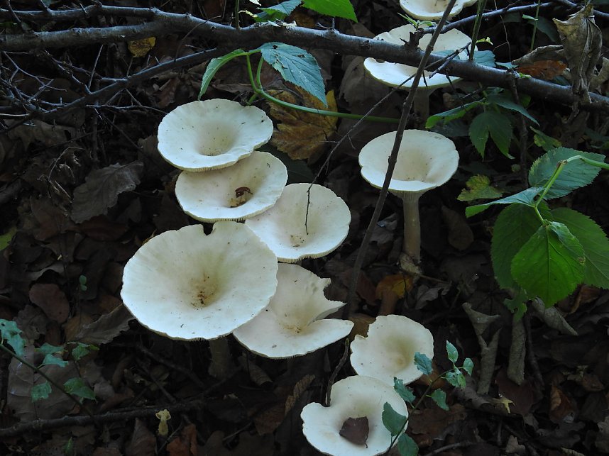 Pilze und Sonne bei Petersdorf