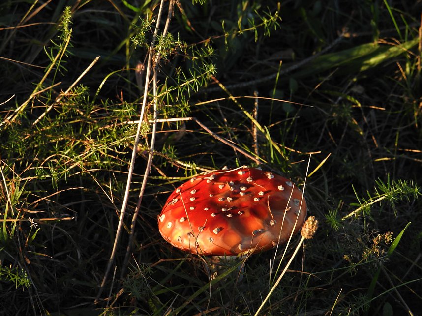 Pilze und Sonne bei Petersdorf