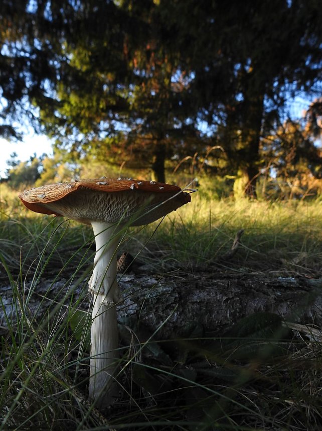 Pilze und Sonne bei Petersdorf