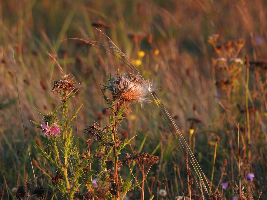 Pilze und Sonne bei Petersdorf