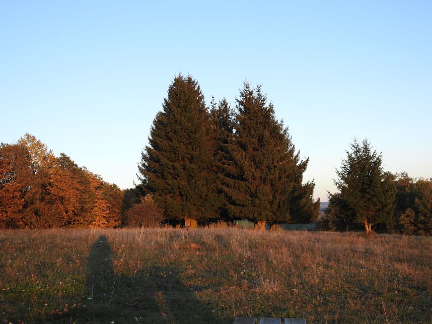 Pilze und Sonne bei Petersdorf