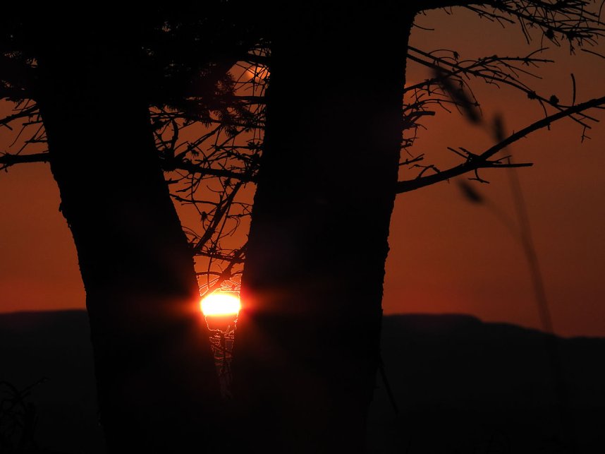 Pilze und Sonne bei Petersdorf