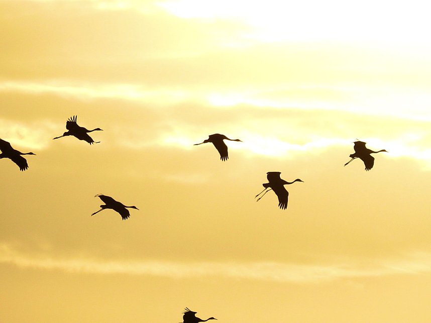 Kraniche im Anflug