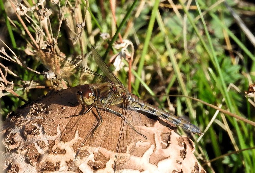 Peter Blei unterwegs