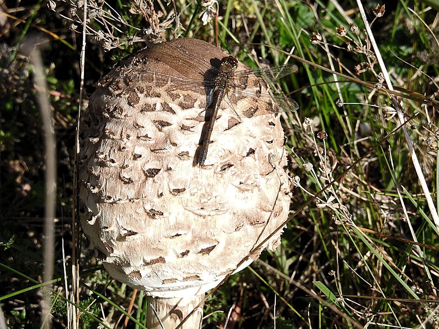 Peter Blei unterwegs