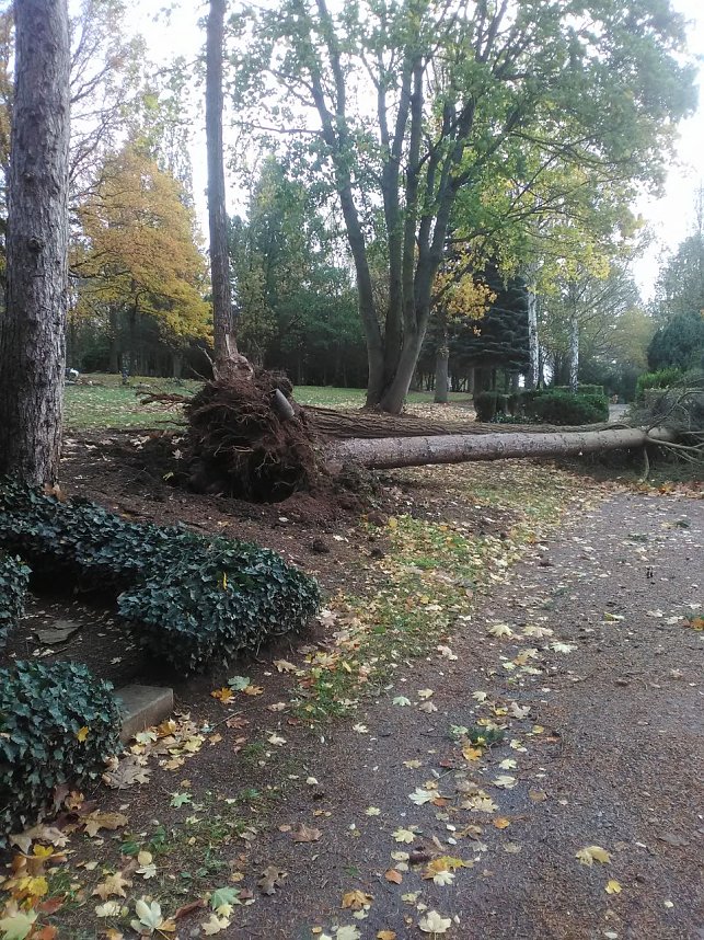 Umgest&uuml;rzte B&auml;ume auf dem Hauptfriedhof