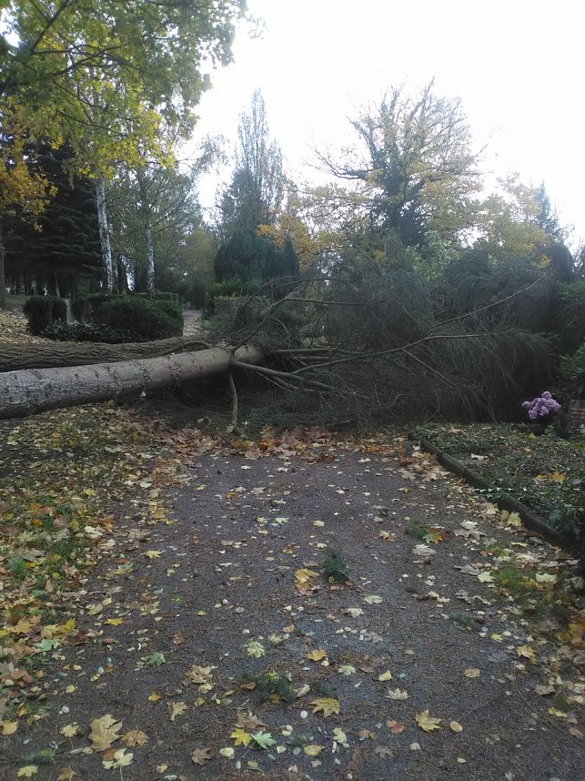 Umgest&uuml;rzte B&auml;ume auf dem Hauptfriedhof