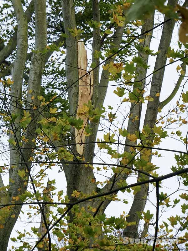 Die Spur von "Herwart"