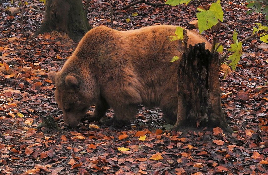 Peter Blei im B&auml;renpark Worbis