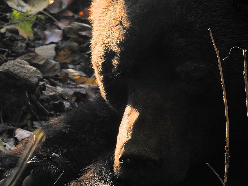 Peter Blei im B&auml;renpark Worbis
