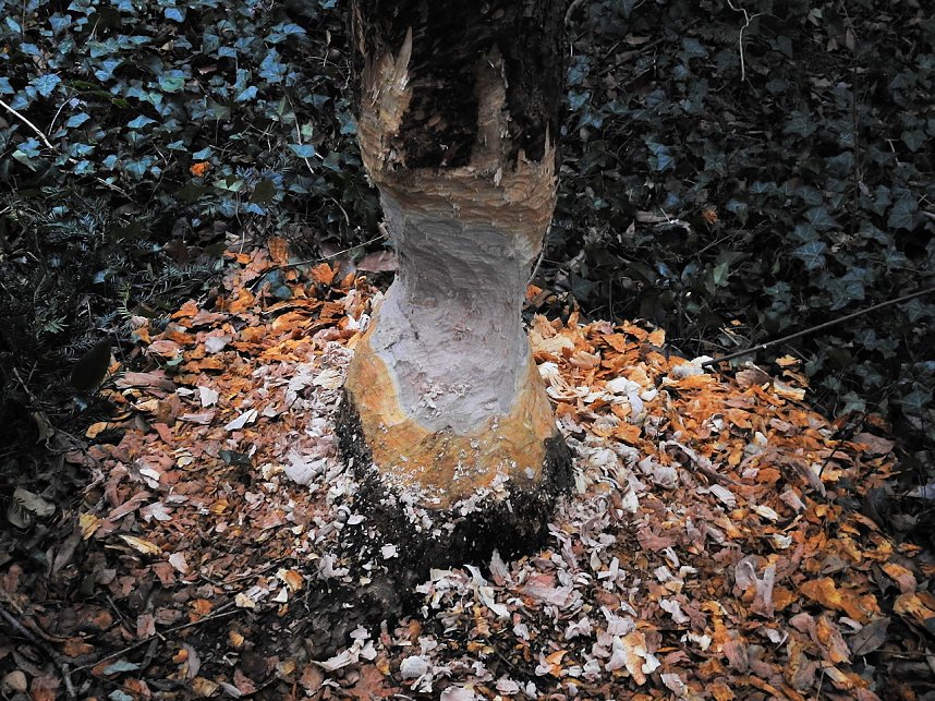 Abstecher in den W&ouml;rlitzer Park