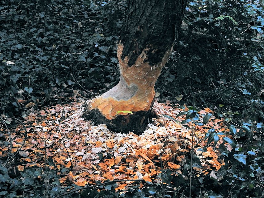 Abstecher in den W&ouml;rlitzer Park