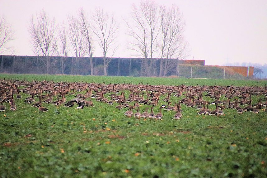 Was f&uuml;r ein grandioses Schauspiel...