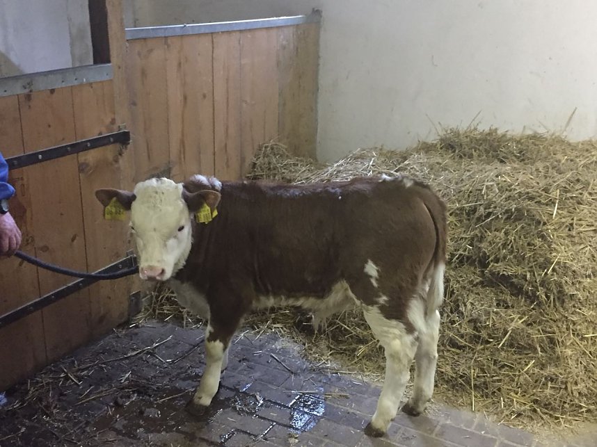 "Lasse" hei&szlig;t das K&auml;lbchen