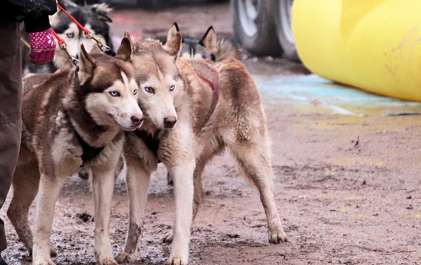 Schlittenhunderennen in Pullmann City II