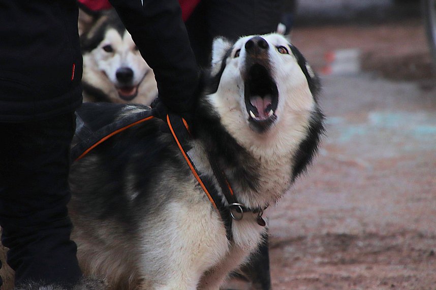 Schlittenhunderennen in Pullmann City II