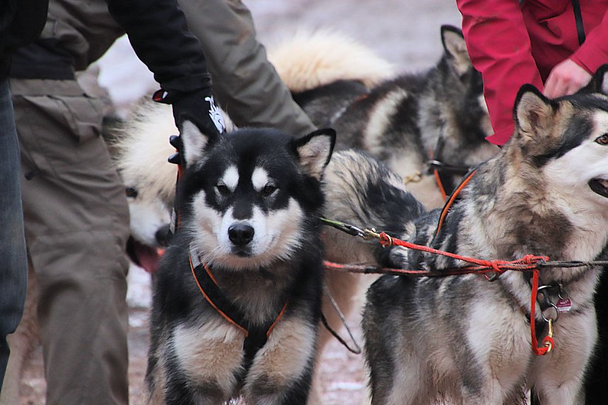 Schlittenhunderennen in Pullmann City II