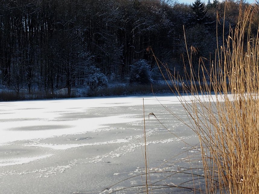 Winter am Hirschenteich