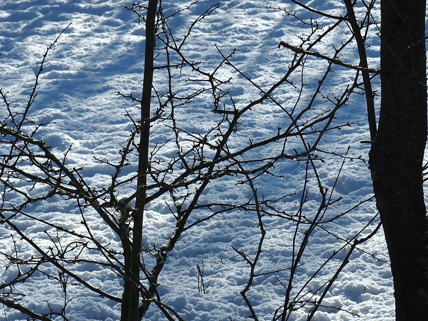 Winter am Hirschenteich