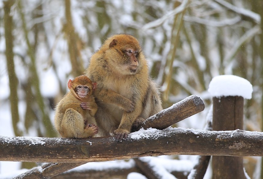 Affenbande auch im Schnee unterwegs