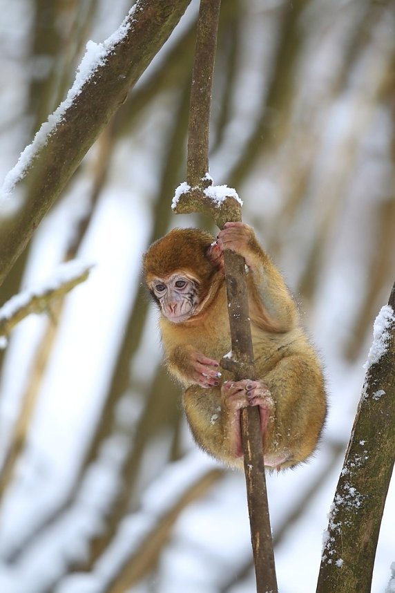 Affenbande auch im Schnee unterwegs