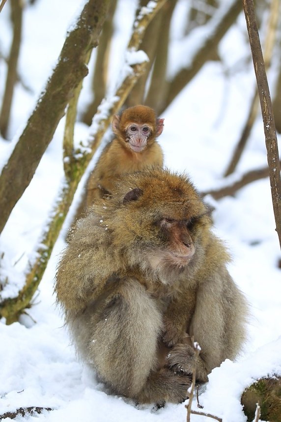 Affenbande auch im Schnee unterwegs