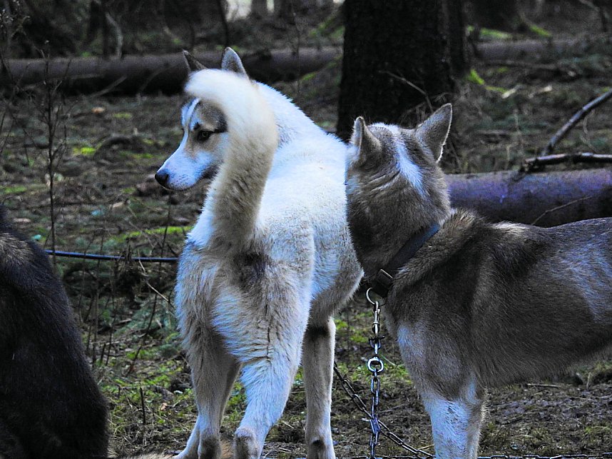 Schlittenhunde rennen rund um Benneckenstein