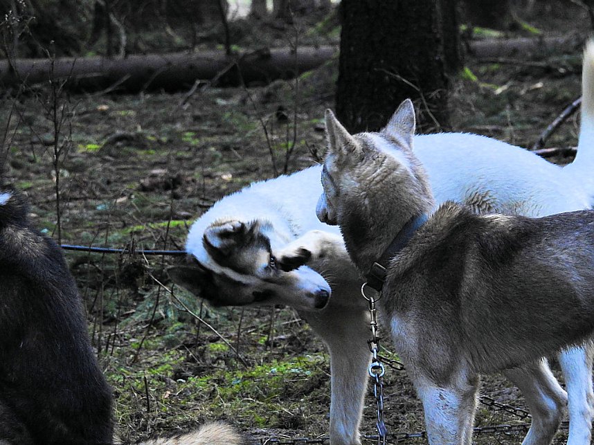 Schlittenhunde rennen rund um Benneckenstein