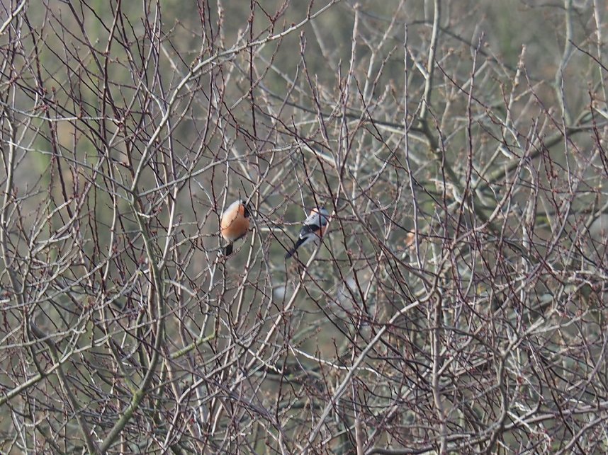 Gimpel-P&auml;rchen gesichtet