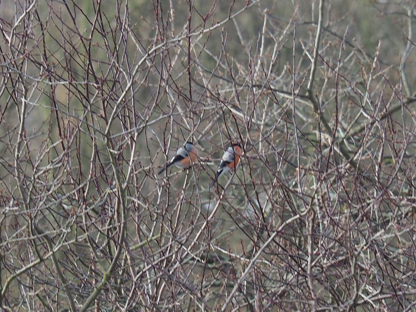 Gimpel-P&auml;rchen gesichtet