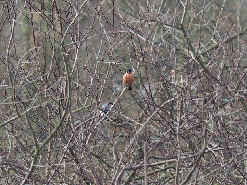 Gimpel-P&auml;rchen gesichtet