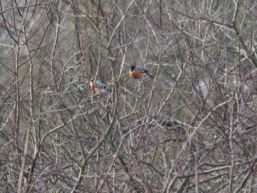 Gimpel-P&auml;rchen gesichtet