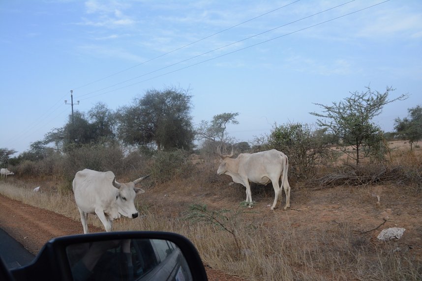 Von Nordhausen nach Gambia - die "Nordh&auml;user W&uuml;stenf&uuml;chse" unterwegs