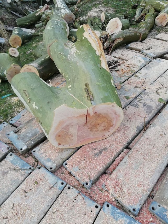 Platane wurde gef&auml;llt