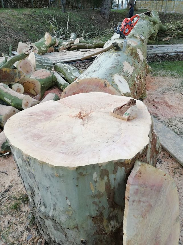 Platane wurde gef&auml;llt