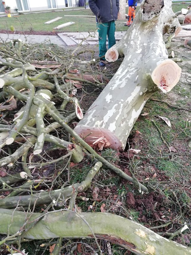 Platane wurde gef&auml;llt