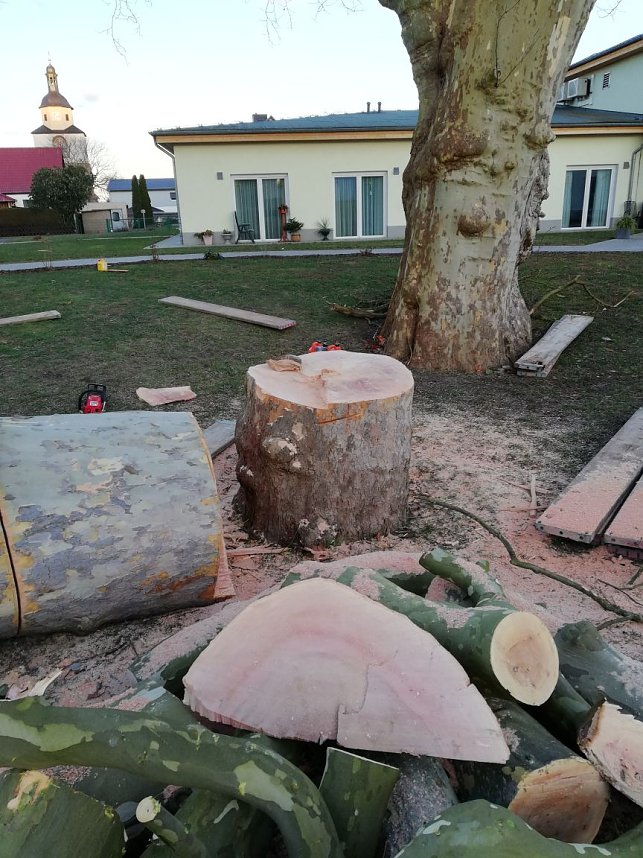 Platane wurde gef&auml;llt