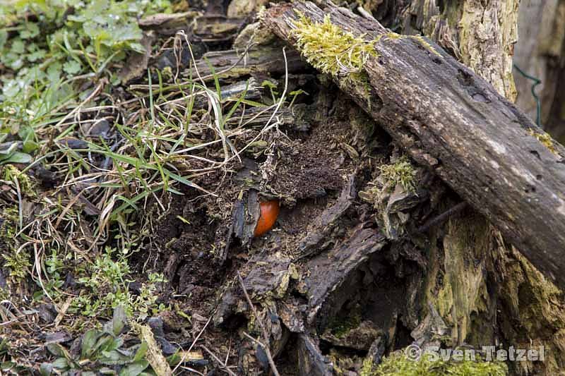 Ostereiersuche auf der Ebersburg
