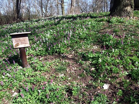 Fr&uuml;hling im Park Hohenrode