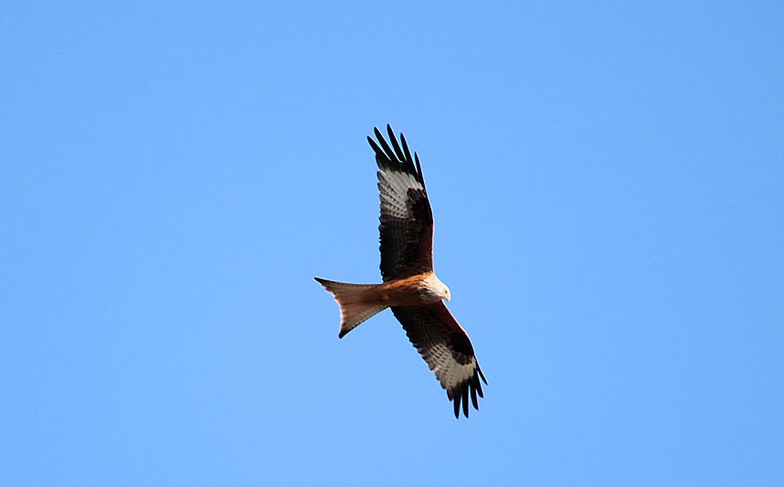 Hoffest und Reitturnier in Wollersleben