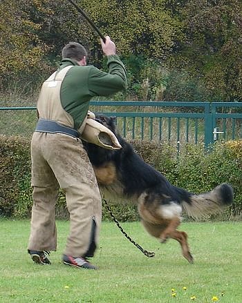F&uuml;r tauglich befunden