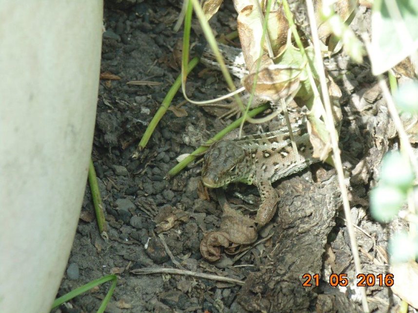 Mit dem Fotoapparat auf der Pirsch