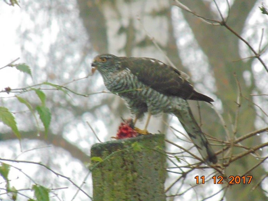Mit dem Fotoapparat auf der Pirsch